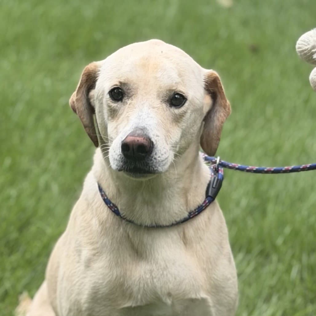 Charlie - Labrador Retriever