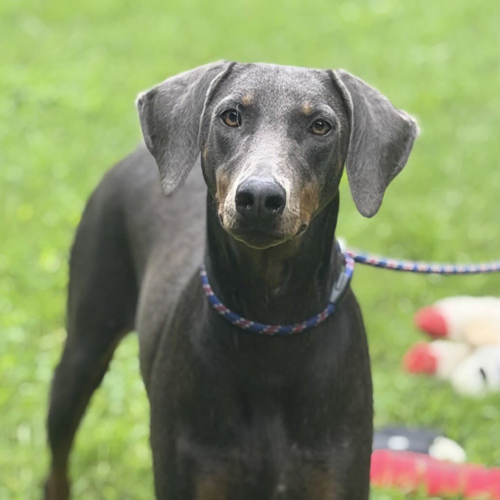 Charlotte - Doberman Pinscher
