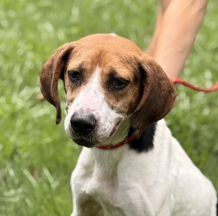 Kaylie - Beagle