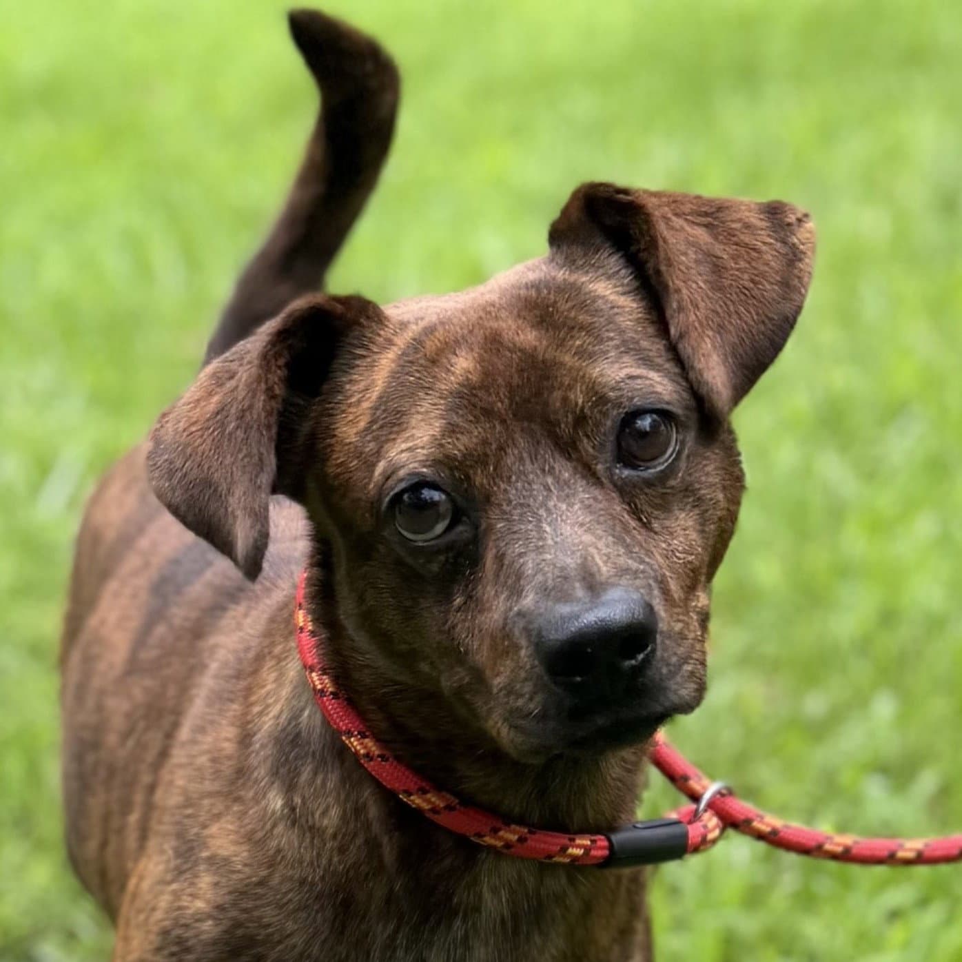Kobe - Dachshund