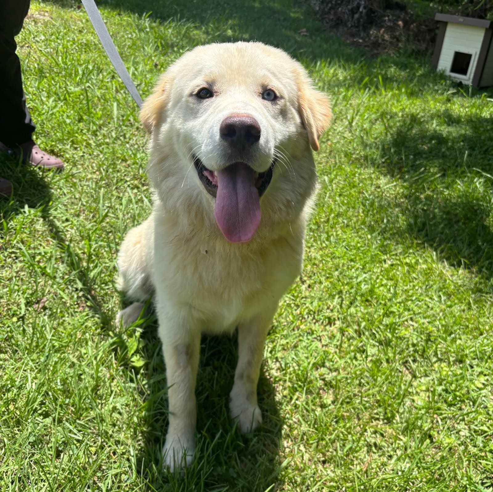 Brody Hope - Great Pyrenees