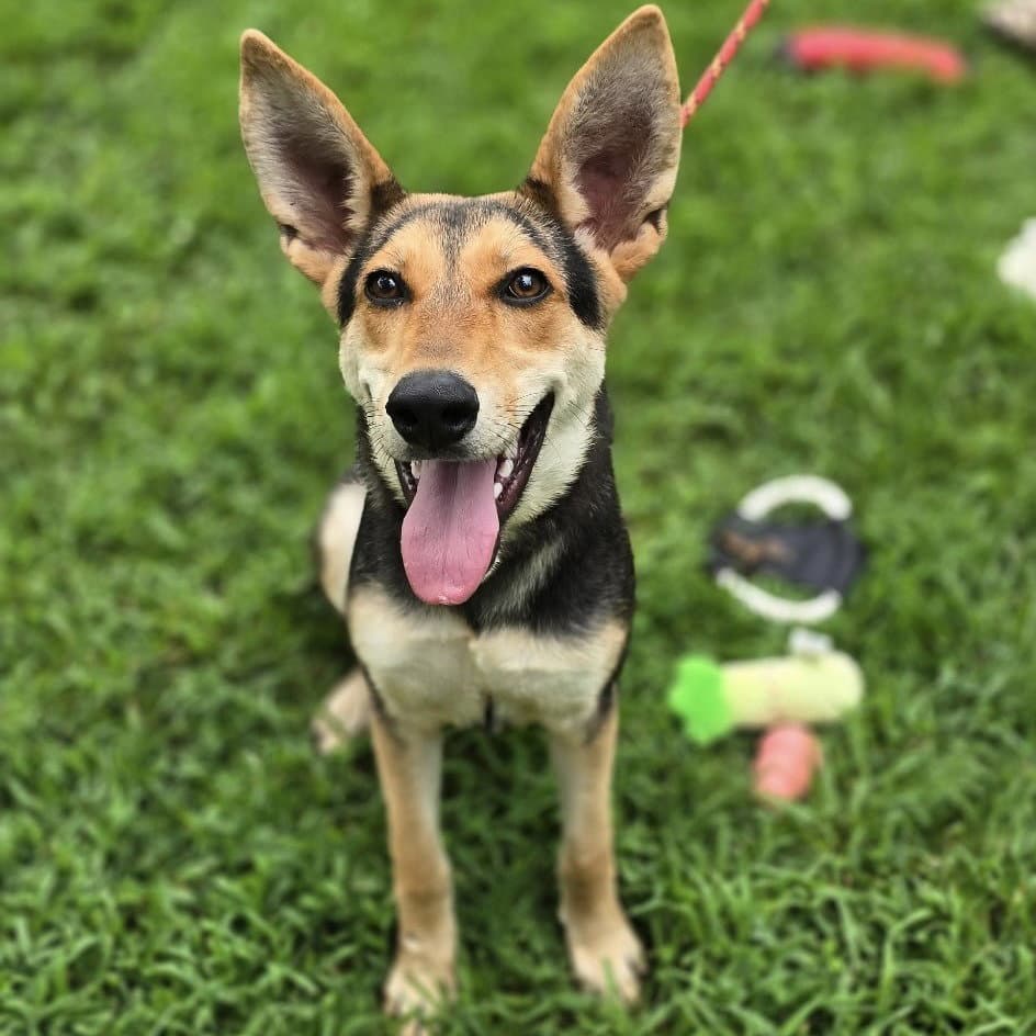 Ruby Red Hope - German Shepherd Dog