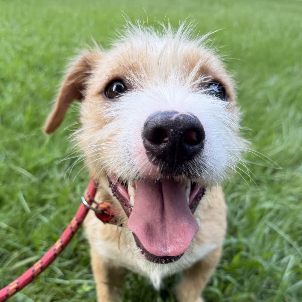 Triscuit - Border Terrier