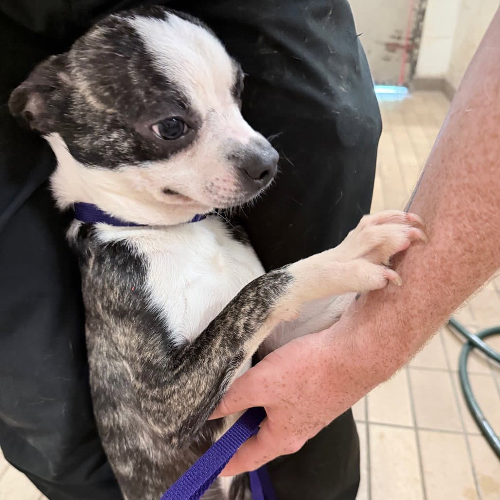 Poseidon - Boston Terrier