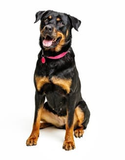 Abby image 3