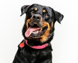 Abby image 1