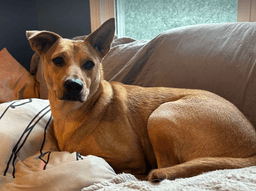 Monty image 1