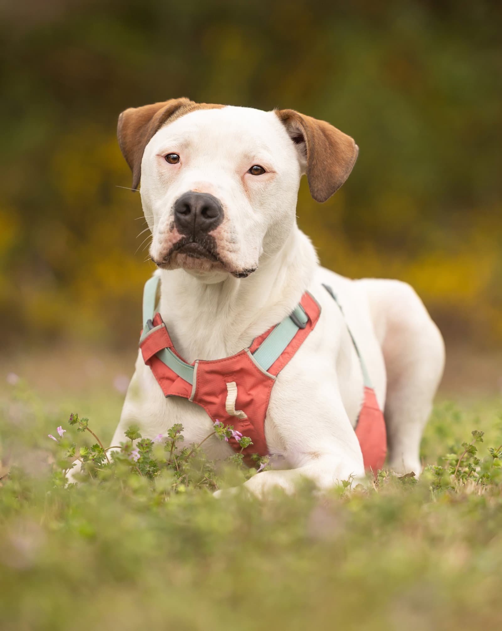 Apricot - American Pit Bull Terrier