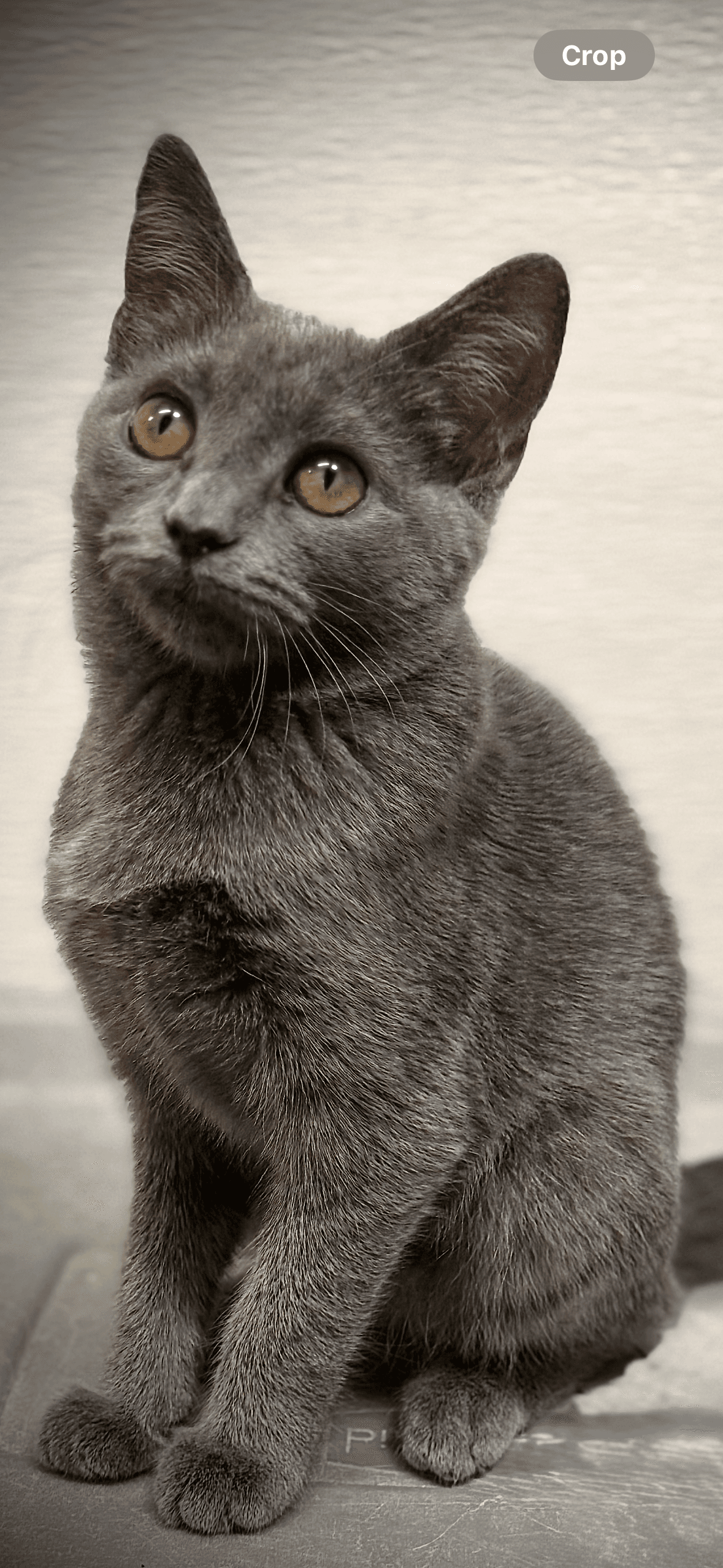 Liberty - Domestic Short Hair