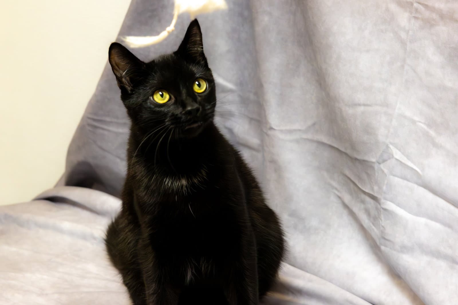 Grommet  Glitch - Domestic Short Hair