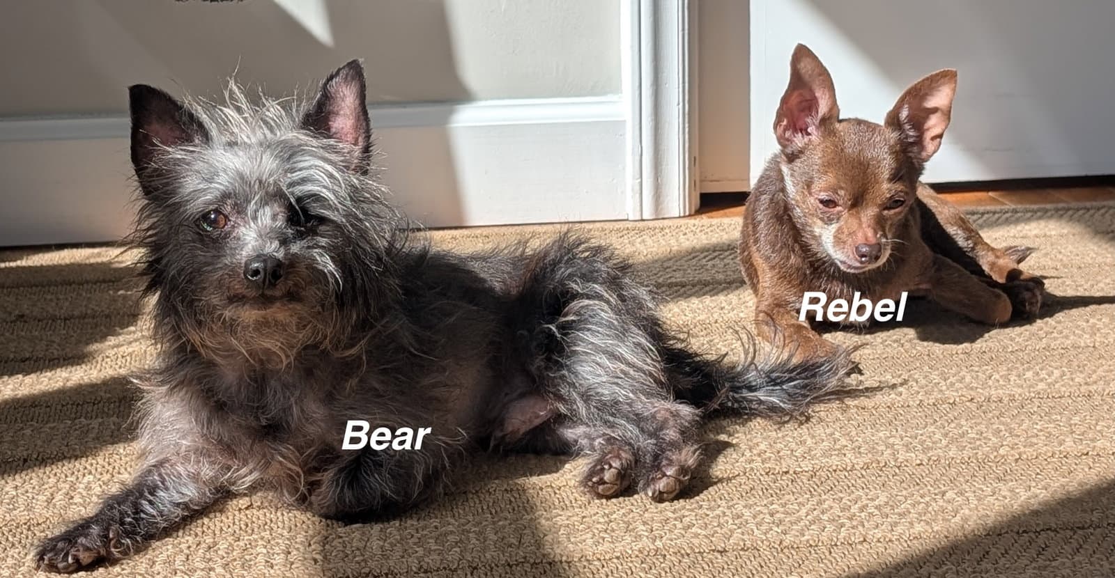 Bear - Chihuahua