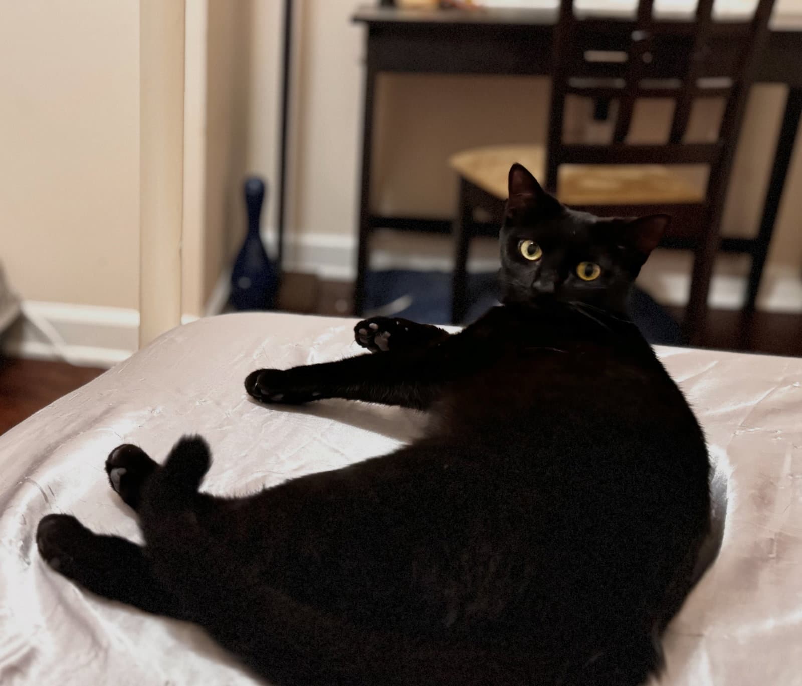 Loisa - Domestic Short Hair