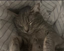 Sam image 1
