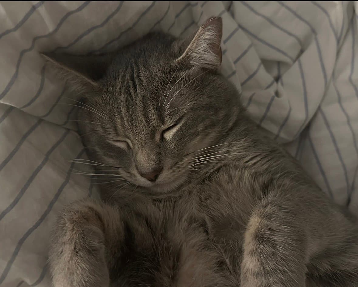 Sam - Domestic Short Hair