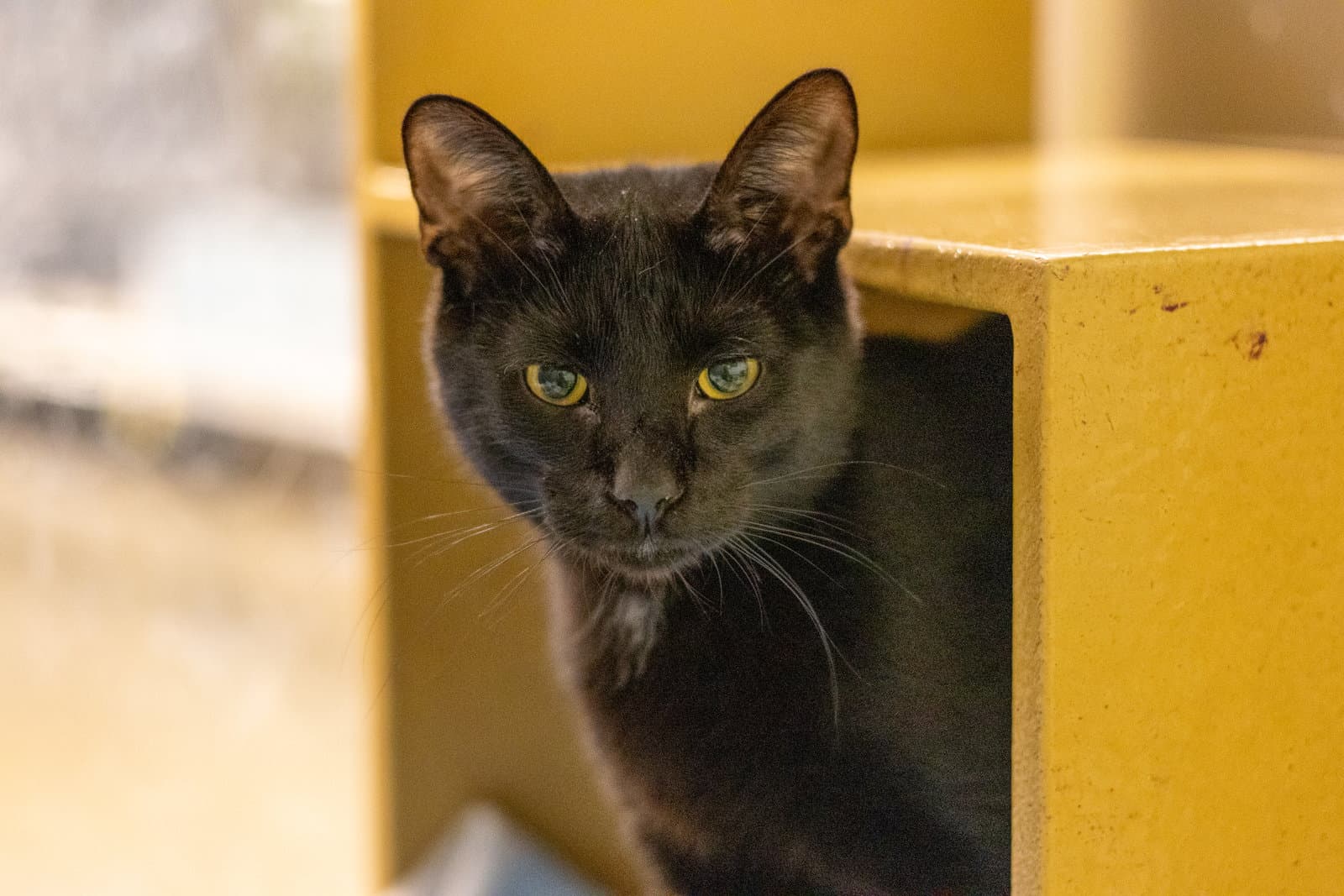 Little Red - Domestic Short Hair
