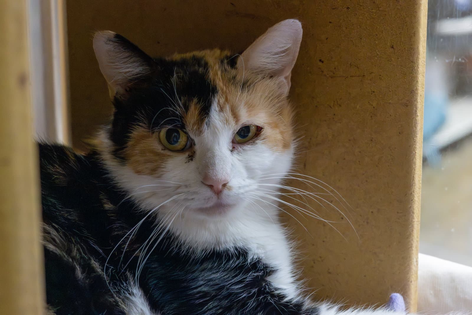 Rosie - Domestic Short Hair
