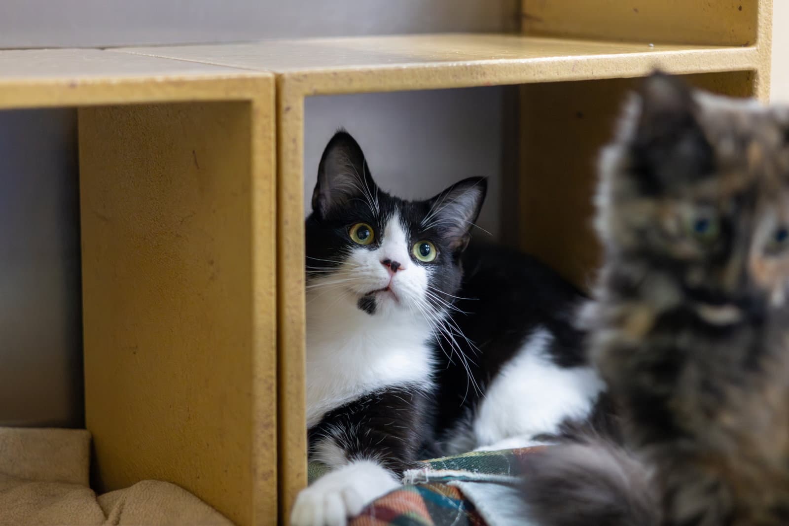 Houdini - Domestic Medium Hair
