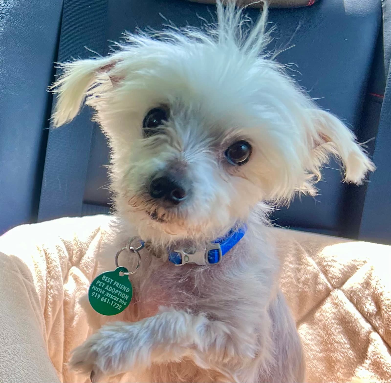 Pierre - Maltese