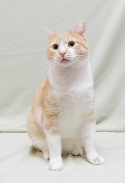 Butterscotch image 1