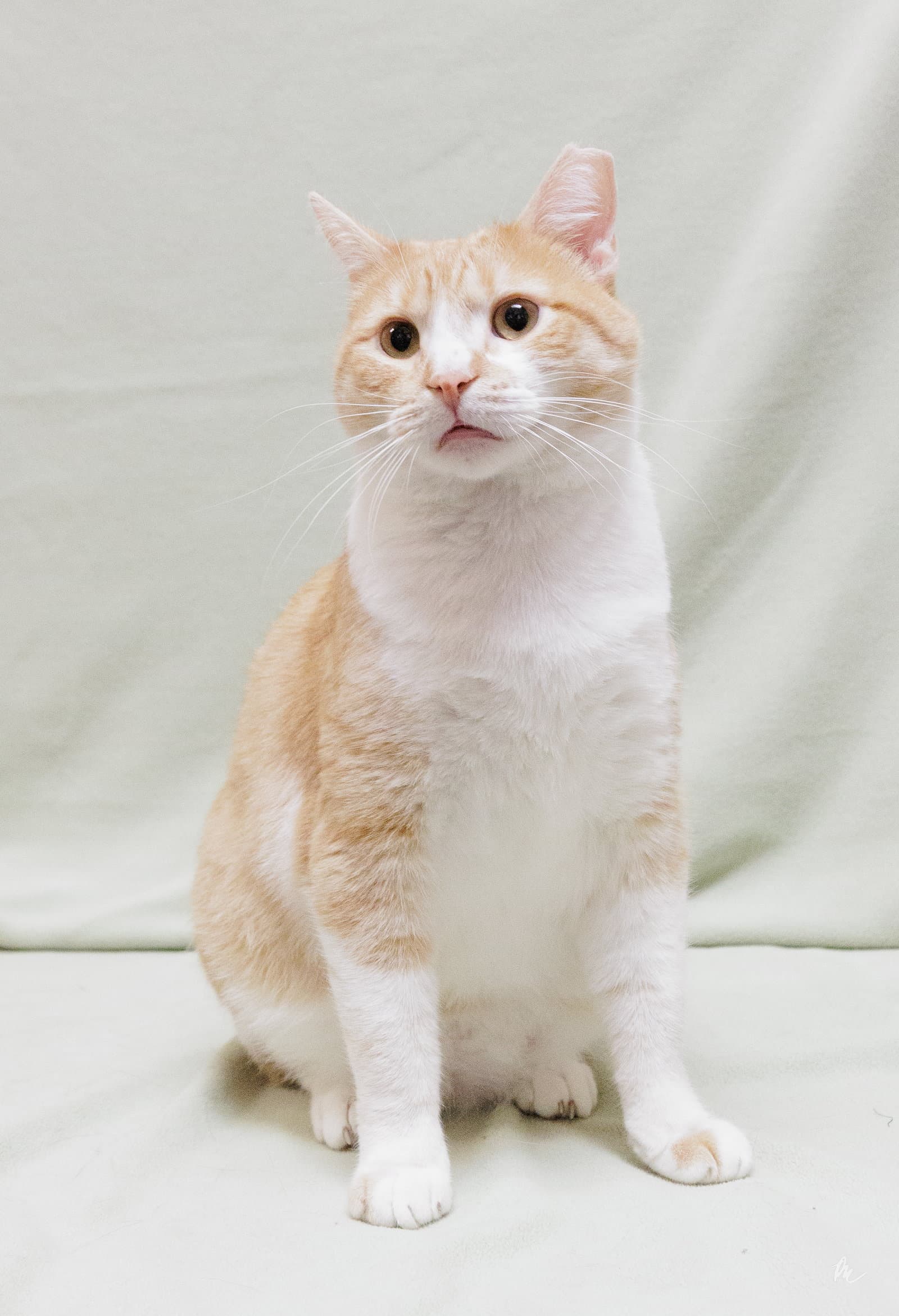 Butterscotch - Domestic Short Hair