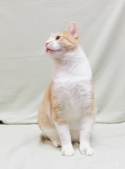 Butterscotch image 2