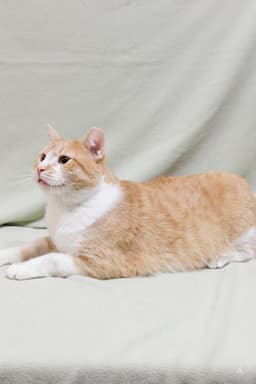 Butterscotch image 3
