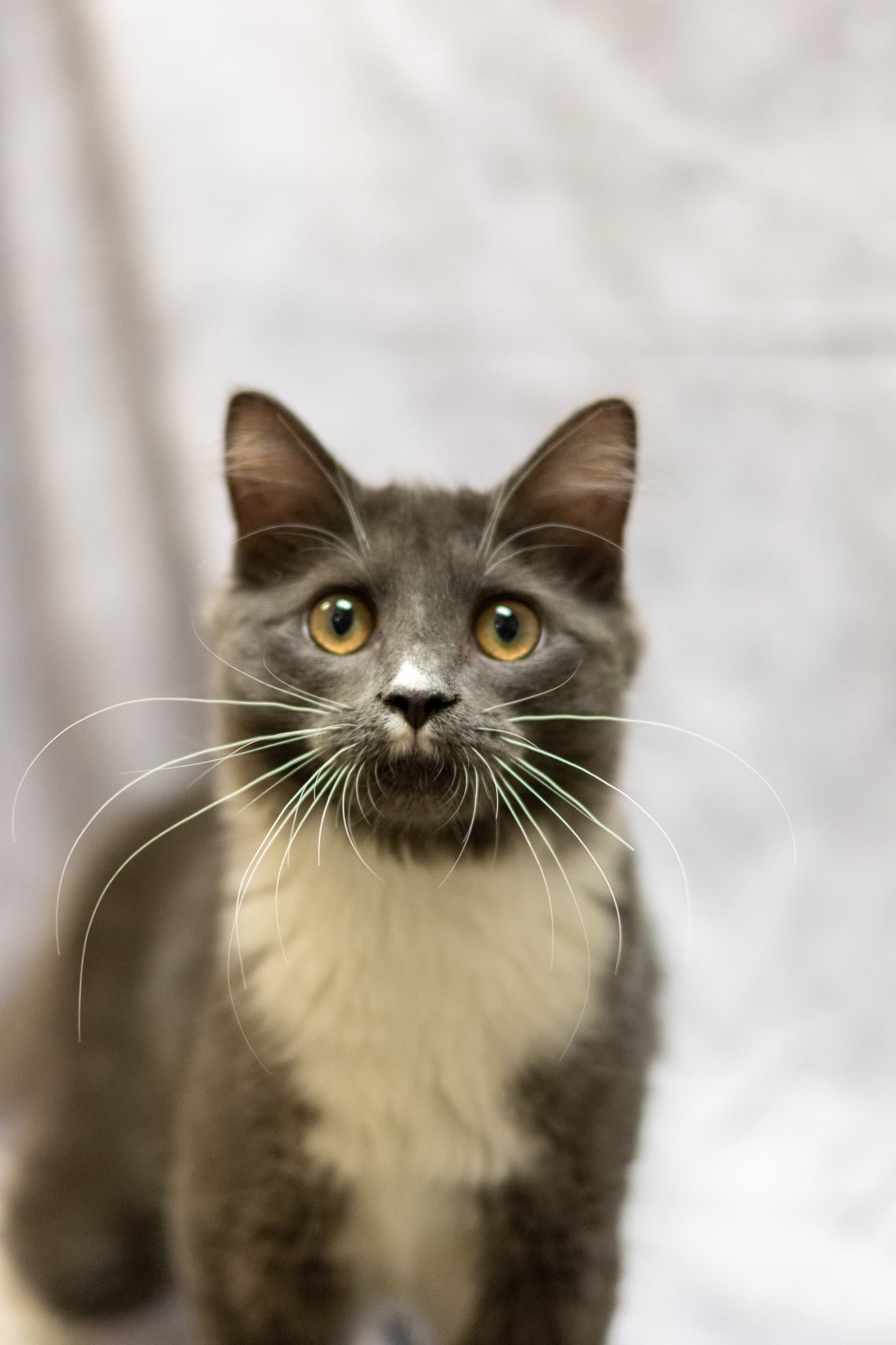 Jared - Domestic Short Hair