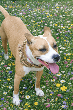 Lyla image 1