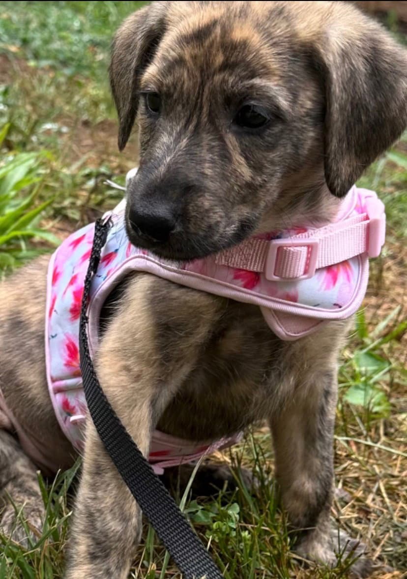 Alaska - Plott Hound