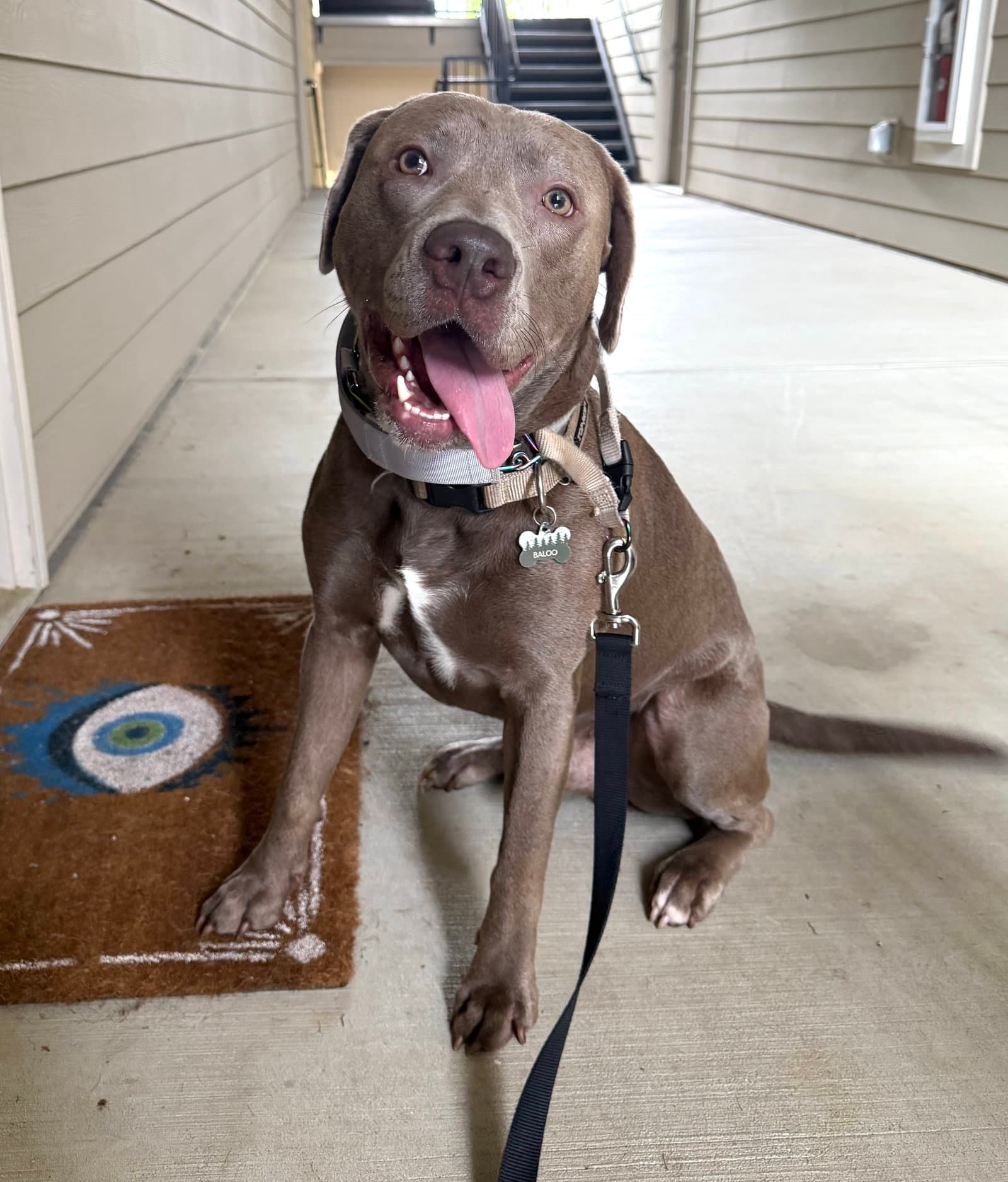 Baloo - Pit Bull Terrier