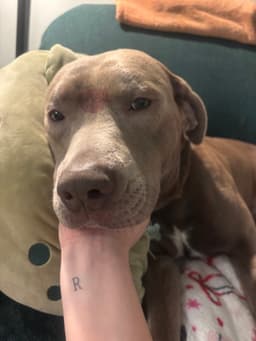 Baloo image 2