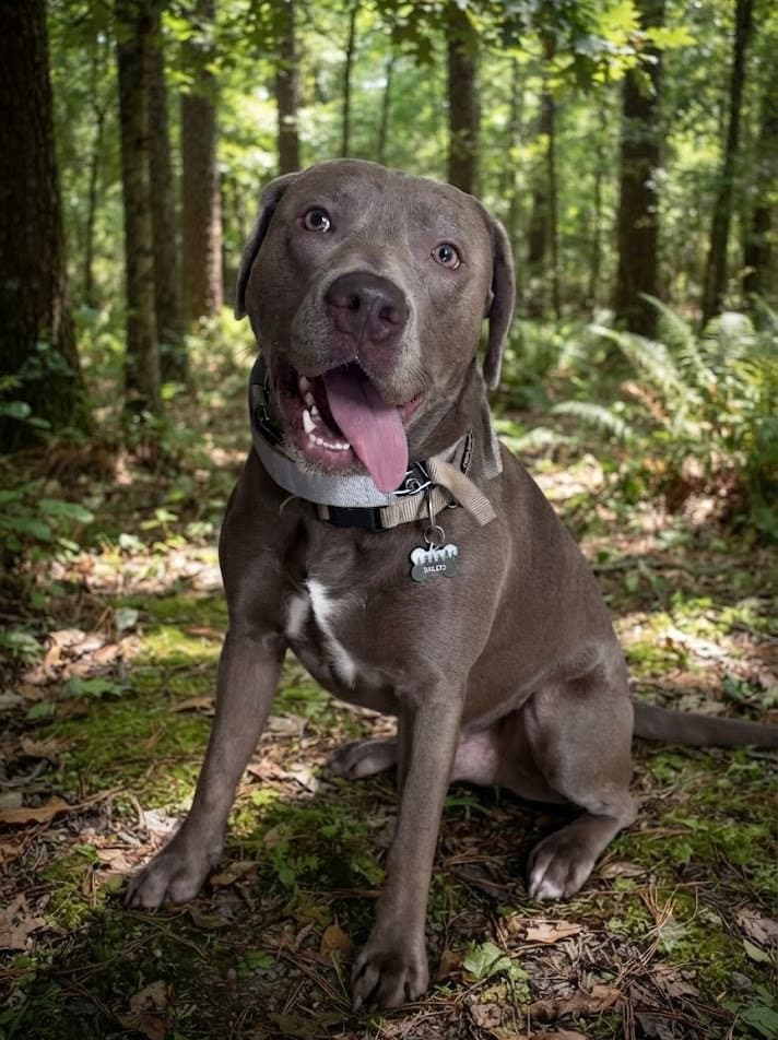 Baloo - Pit Bull Terrier