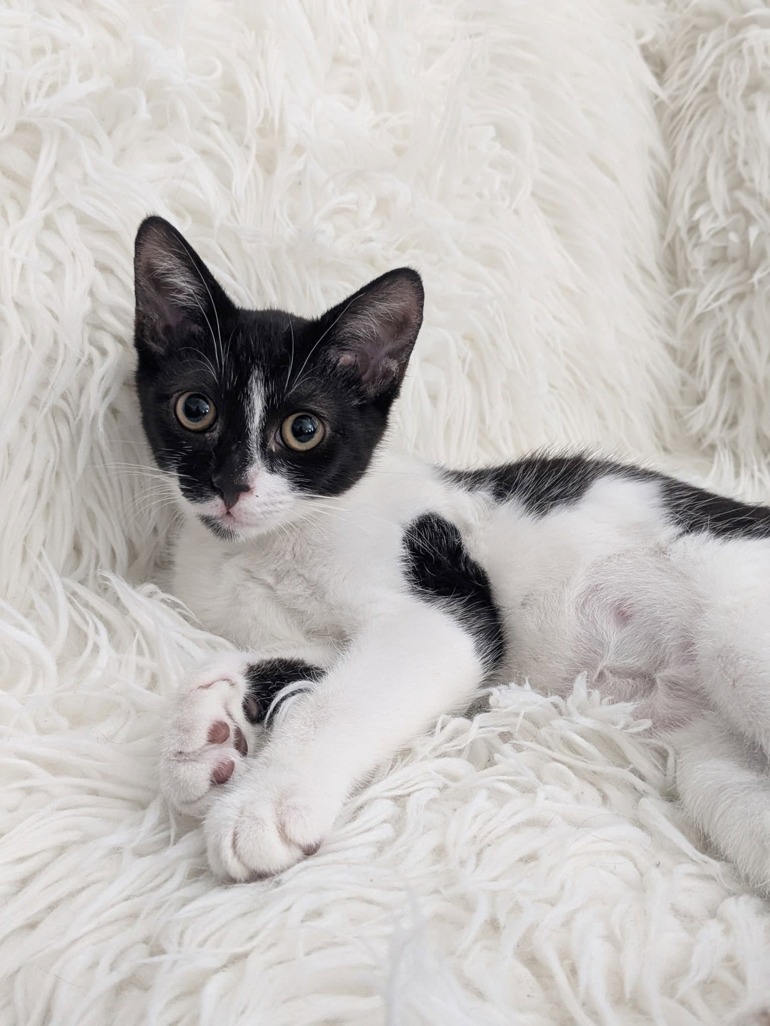 Siren - Domestic Short Hair