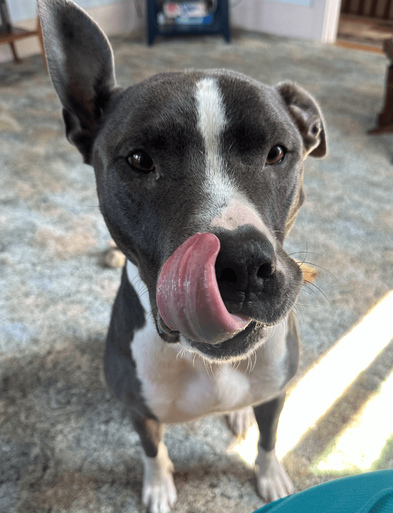 Bruno - Terrier