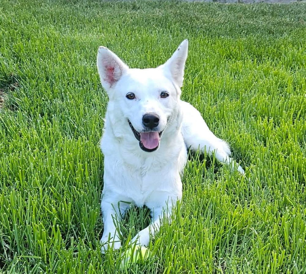 Baguette - Cattle Dog
