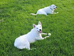Baguette image 2
