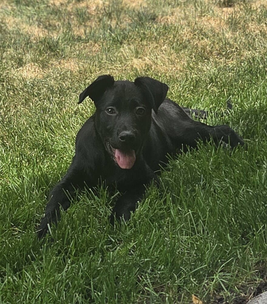 Mickey - Labrador Retriever