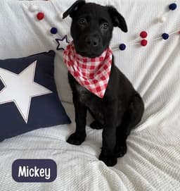 Mickey image 4