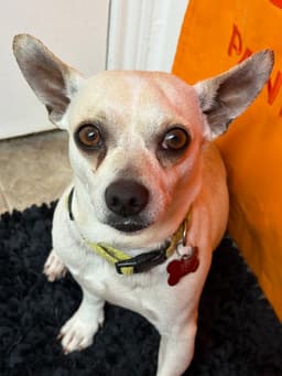 Toby image 1