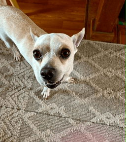 Toby image 2