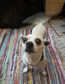 Toby image 3