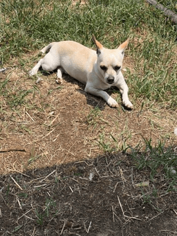 Toby image 4
