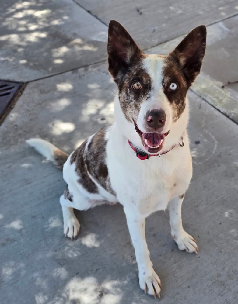 Molasses - Catahoula Leopard Dog