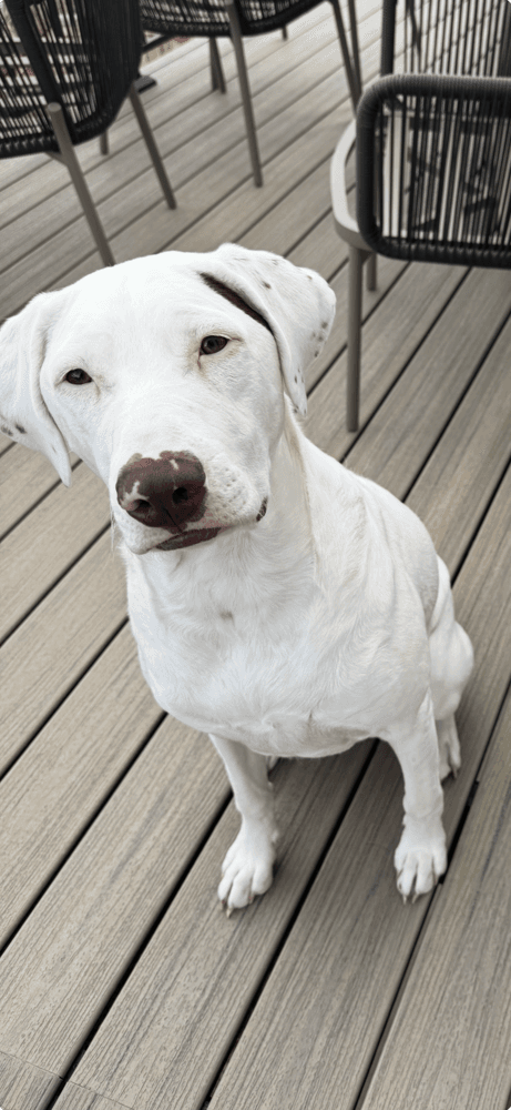 Regina - Courtesy Listing - German Shorthaired Pointer