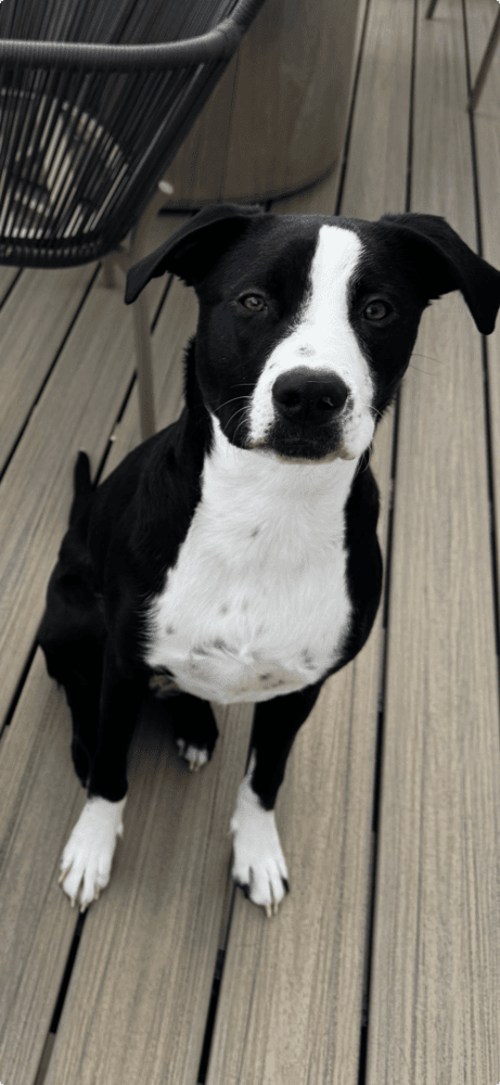 Reggie - Courtesy Listing - Labrador Retriever