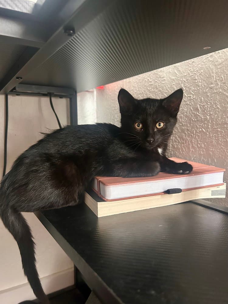 Remy - Domestic Short Hair