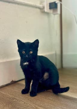 Remy image 2