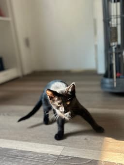 Remy image 3