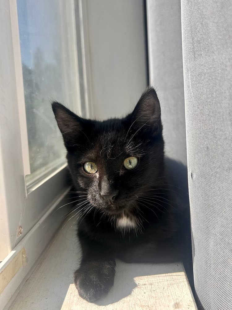 Raine - Domestic Short Hair