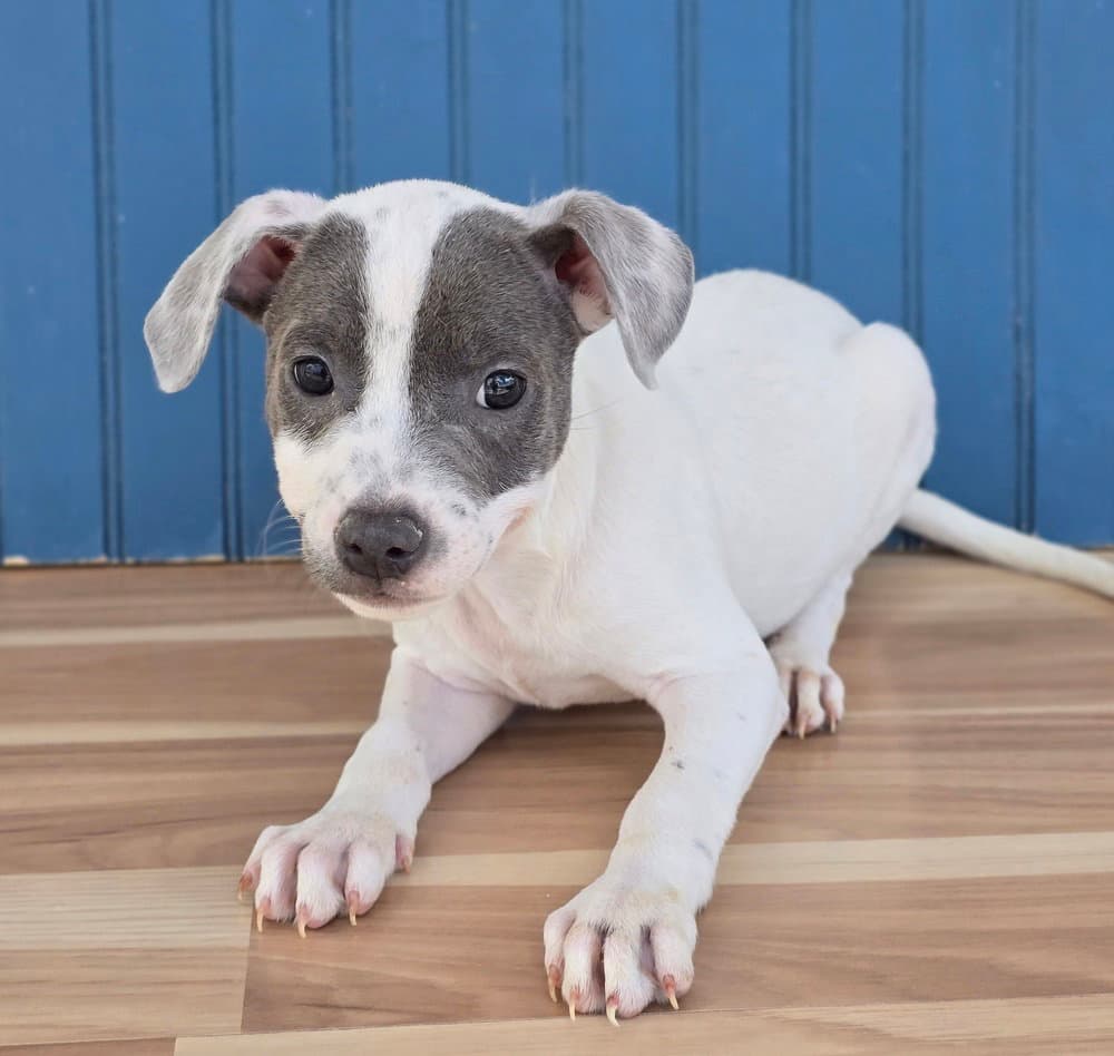 Ben - American Pit Bull Terrier